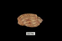 藏品(小楊桃螺)的圖片